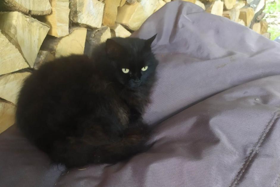 Avviso scomparsa Gatto Femmina , 10 anni Crolles Francia