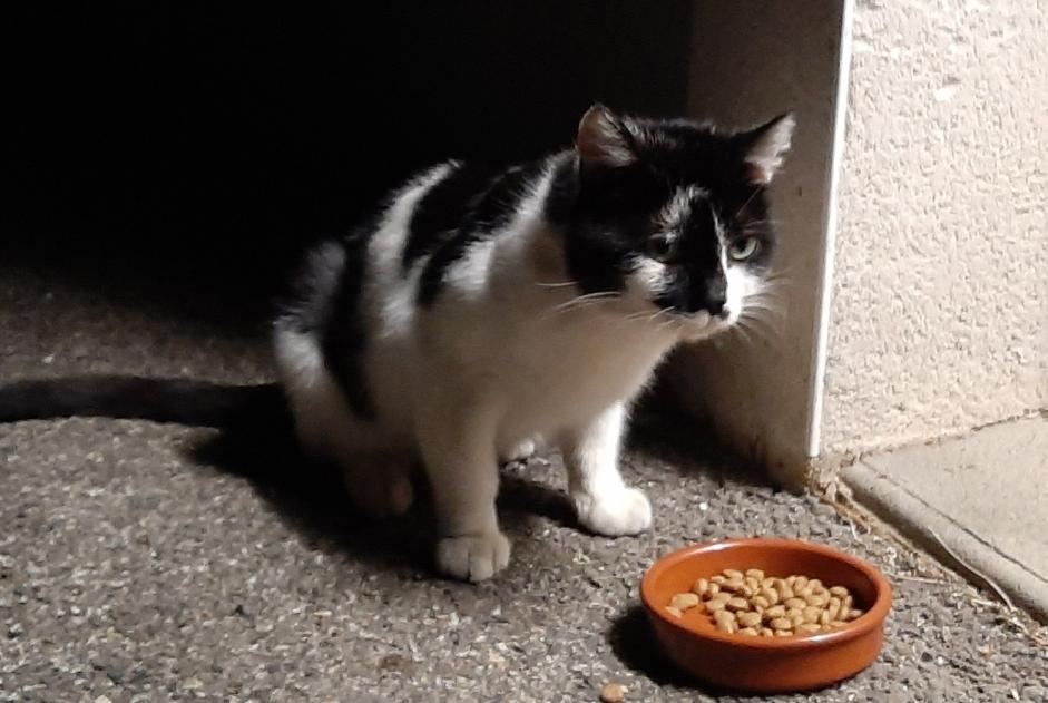 Avviso scomparsa Gatto incrocio di razze Maschio , 2 anni Toulouse Francia