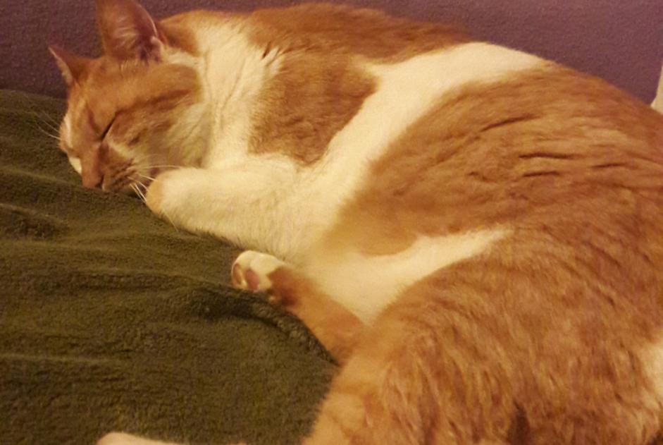 Avviso scomparsa Gatto Maschio , 7 anni Albi Francia