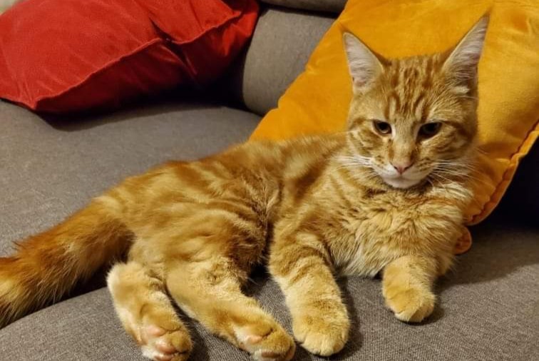 Avviso scomparsa Gatto Maschio , 1 anni Troyes Francia