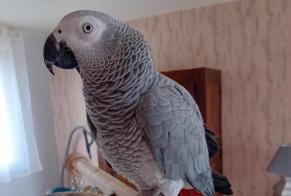 Avviso scomparsa Altro perroquet gris du Gabon Femmina , 2024 anni Cléden-Cap-Sizun Francia