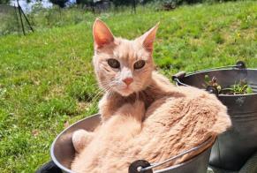 Avviso scomparsa Gatto Maschio , 16 anni Saint-Priest Francia