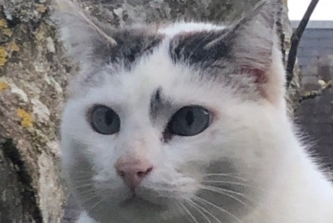 Avviso scomparsa Gatto  Femmina , 9 anni Gazave Francia