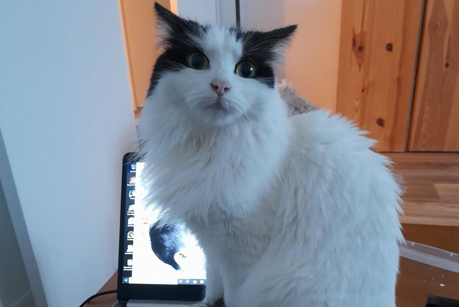 Avviso scomparsa Gatto incrocio di razze Femmina , 4 anni Maisoncelles-en-Brie Francia