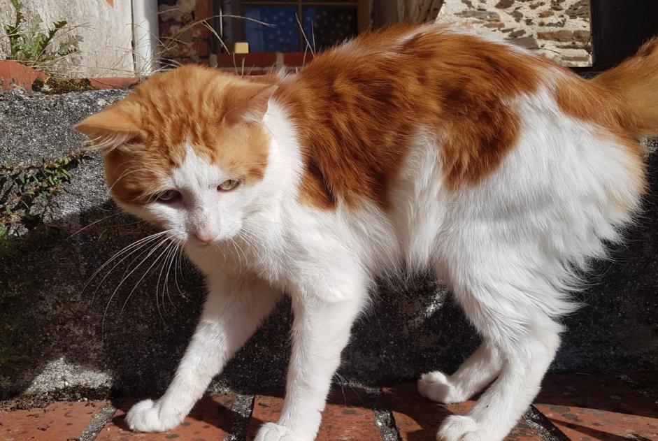 Avviso Ritrovamento Gatto incrocio di razze Maschio Saint-Vincent-sur-Graon Francia