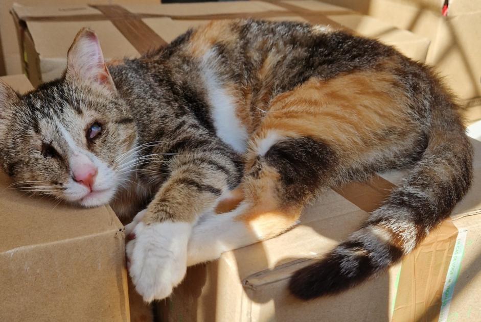 Avviso scomparsa Gatto Femmina , 3 anni Montpellier Francia