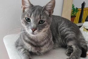 Avviso scomparsa Gatto Maschio , 5 anni Moret-Loing-et-Orvanne Francia