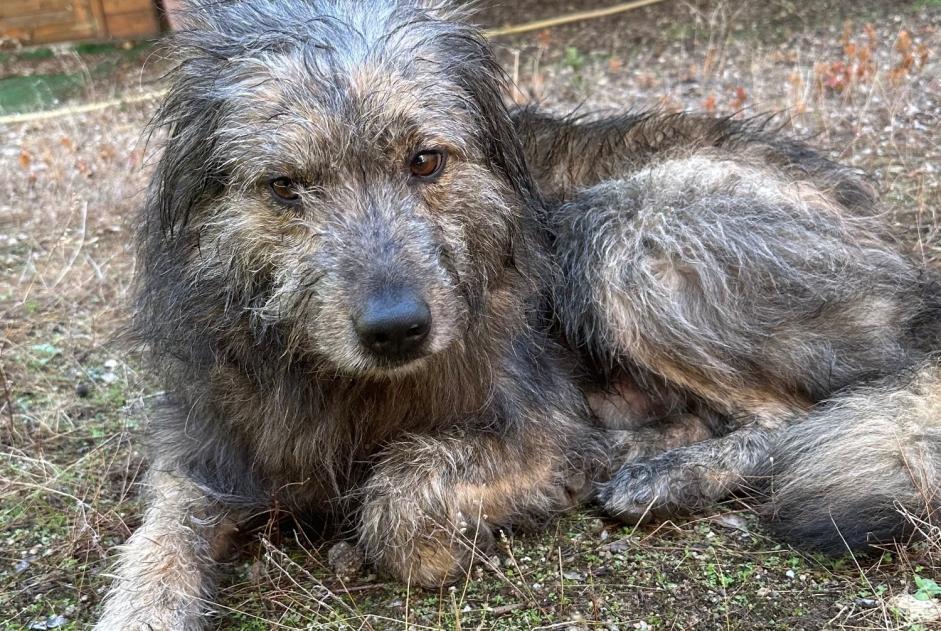 Avviso Ritrovamento Cane Maschio , 6 anni Speloncato Francia