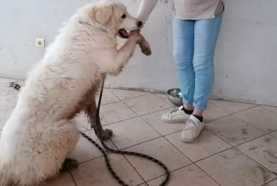 Avviso scomparsa Cane  Maschio , 0 anni Pianottoli-Caldarello Francia