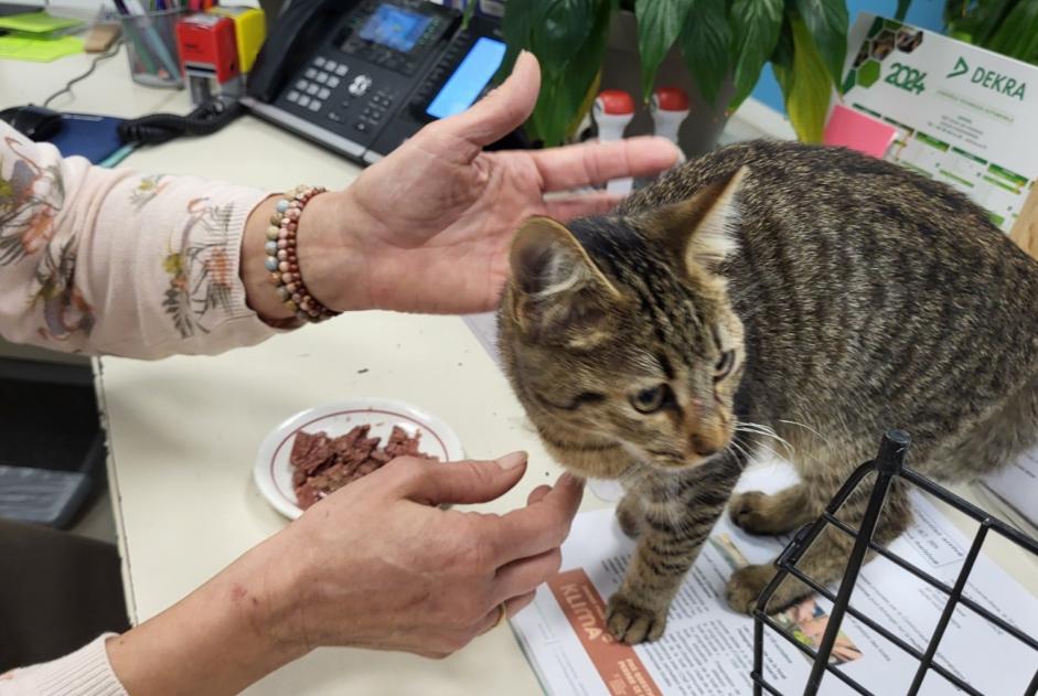 Avviso Ritrovamento Gatto  Femmina Hasparren Francia