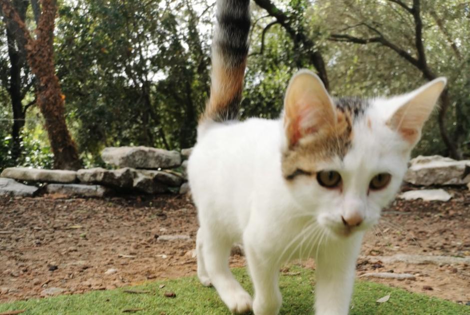 Avviso Ritrovamento Gatto Femmina Bonifacio Francia