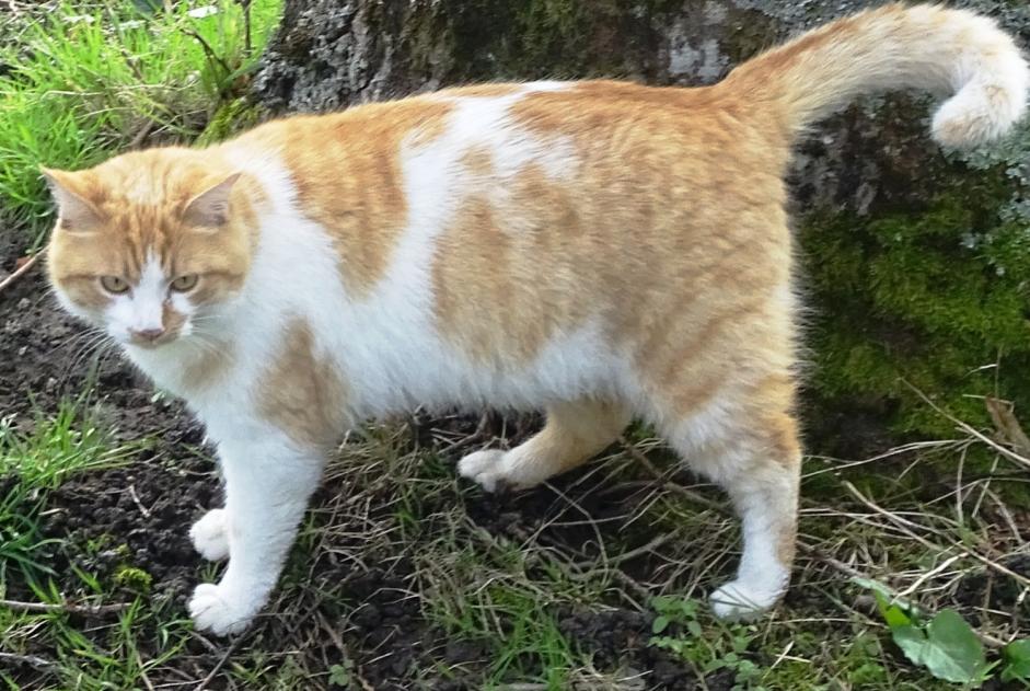 Avviso scomparsa Gatto  Maschio , 4 anni Saint-Priest-la-Marche Francia