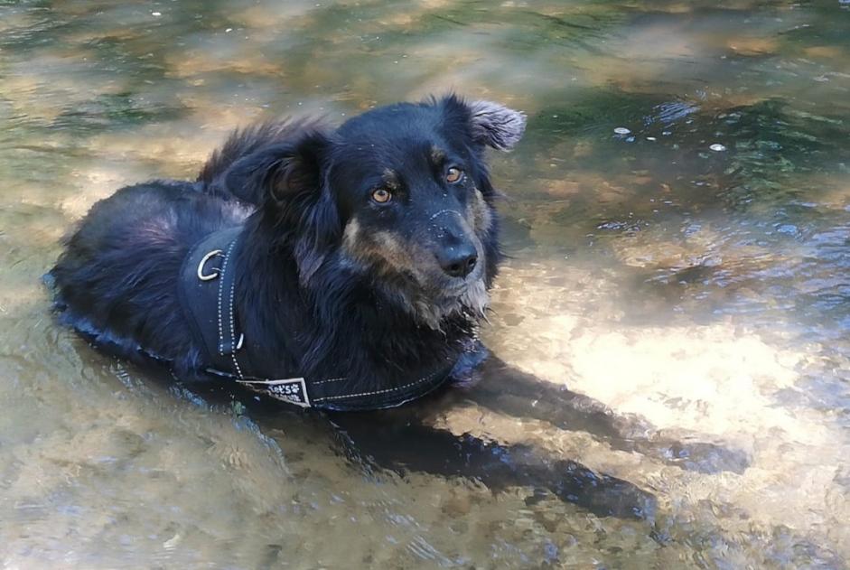 Avviso scomparsa Cane incrocio di razze Maschio , 3 anni Languidic Francia