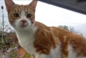 Avviso scomparsa Gatto Maschio , 1 anni Pérouges Francia