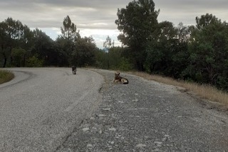 Avviso Ritrovamento Cane  Maschio Soustelle Francia