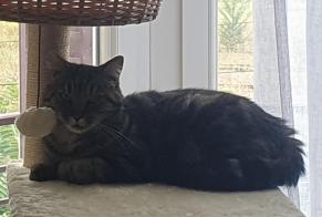 Avviso scomparsa Gatto  Maschio , 5 anni Montluçon Francia