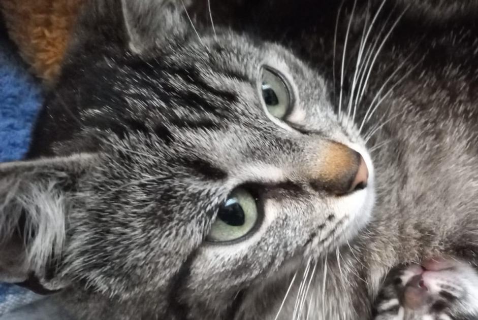 Avviso scomparsa Gatto  Femmina , 1 anni Anse Francia