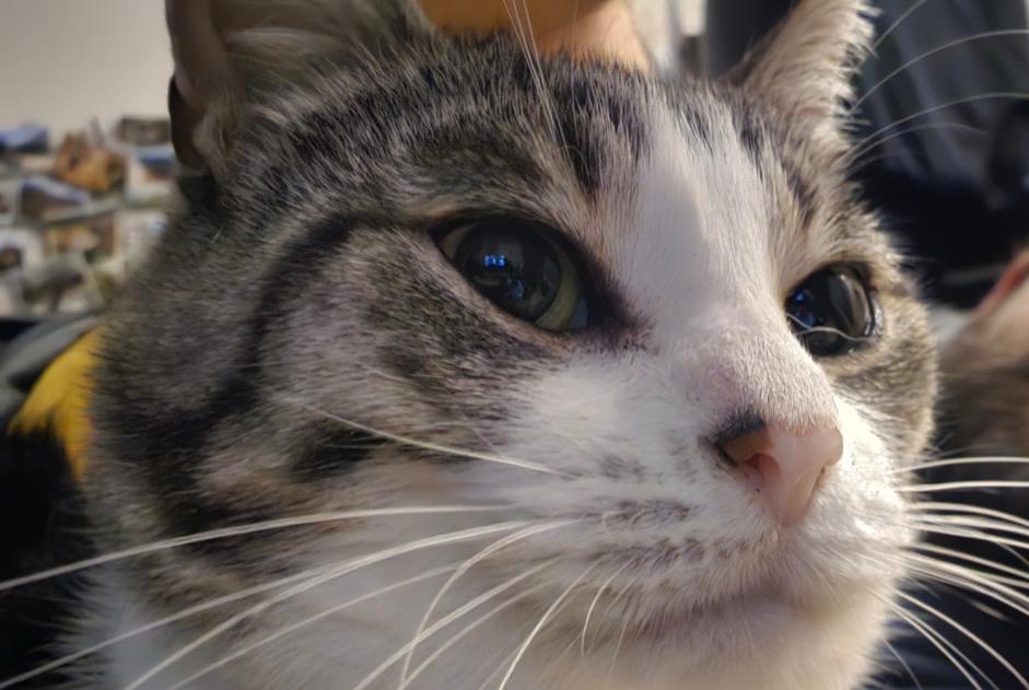 Avviso scomparsa Gatto  Femmina , 6 anni Saint-Erblon Francia