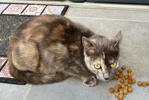 Avviso Ritrovamento Gatto incrocio di razze Femmina Maisons-Alfort Francia