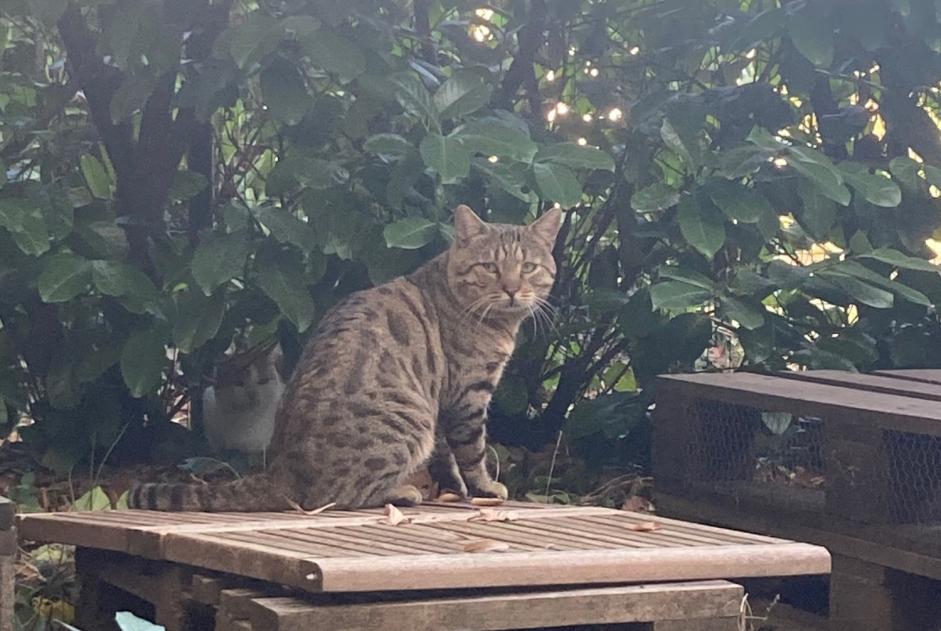 Avviso Ritrovamento Gatto Maschio Lyon Francia