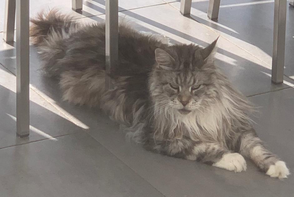 Avviso scomparsa Gatto  Maschio , 9 anni Peyrins Francia