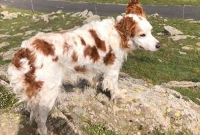 Avviso scomparsa Cane  Maschio , 15 anni Ponteilla Francia