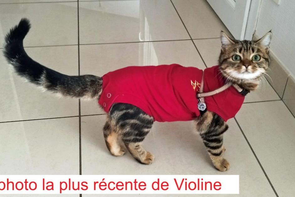 Avviso scomparsa Gatto  Femmina , 0 anni Narrosse Francia