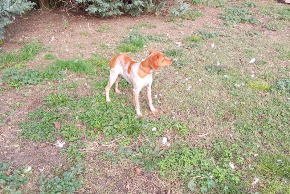 Avviso scomparsa Cane  Femmina , 0 anni Alzonne Francia