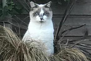 Avviso scomparsa Gatto incrocio di razze Maschio , 11 anni La Ferté-Saint-Aubin Francia