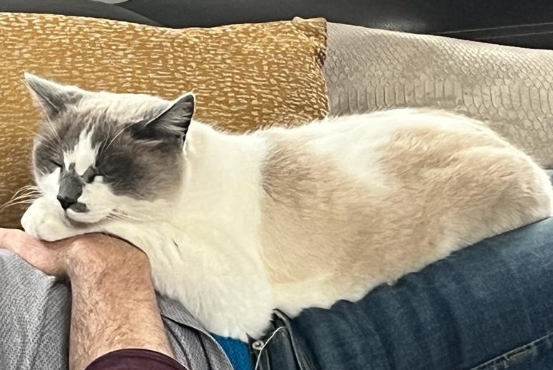 Avviso scomparsa Gatto incrocio di razze Maschio , 11 anni La Ferté-Saint-Aubin Francia