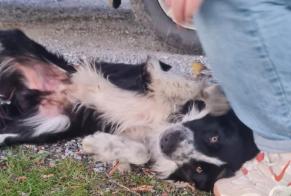 Avviso Ritrovamento Cane  Maschio , 2 anni Saint-Paul-de-Fenouillet Francia