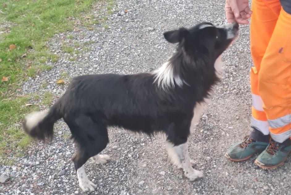 Avviso Ritrovamento Cane  Maschio , 2 anni Saint-Paul-de-Fenouillet Francia