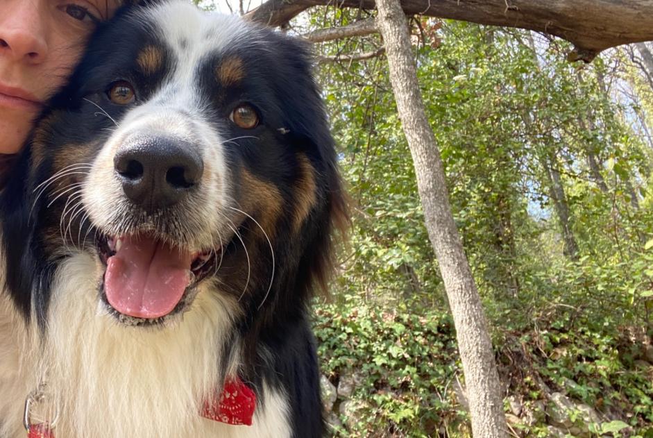 Avviso scomparsa Cane  Maschio , 2 anni Tourrettes-sur-Loup Francia