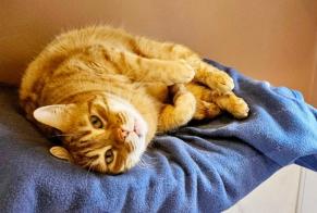 Avviso scomparsa Gatto incrocio di razze Maschio , 7 anni Ceyrat Francia