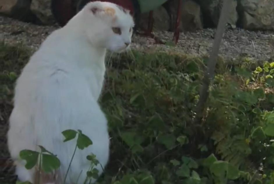 Avviso scomparsa Gatto Femmina , 10 anni Fondettes Francia