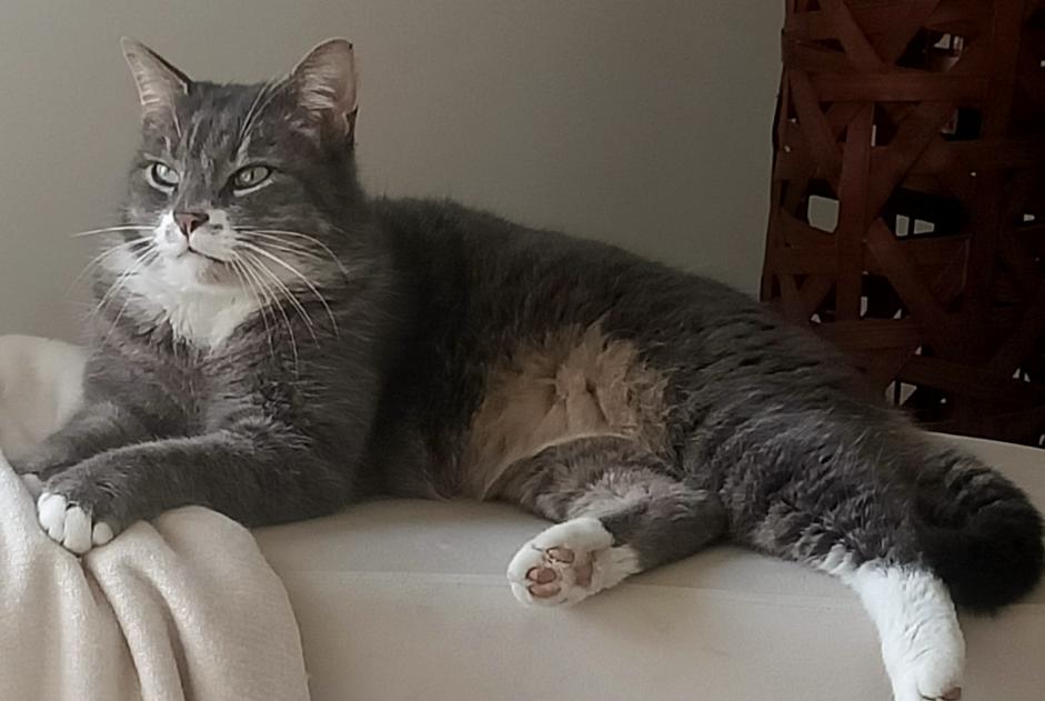 Avviso scomparsa Gatto Maschio , 7 anni Perigny Francia