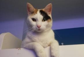 Avviso scomparsa Gatto  Femmina , 2 anni Saint-Nazaire Francia