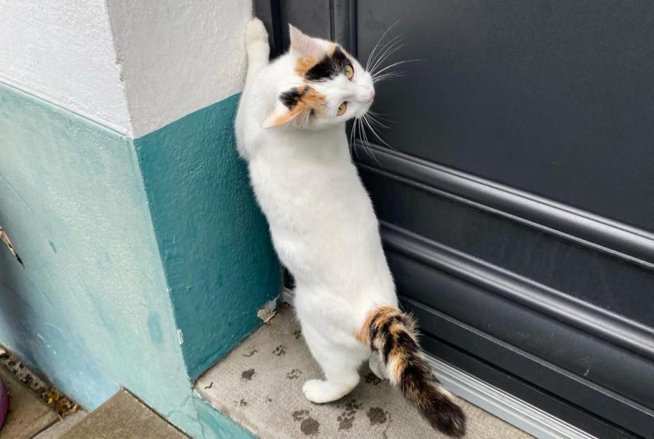 Avviso scomparsa Gatto  Femmina , 2 anni Saint-Nazaire Francia