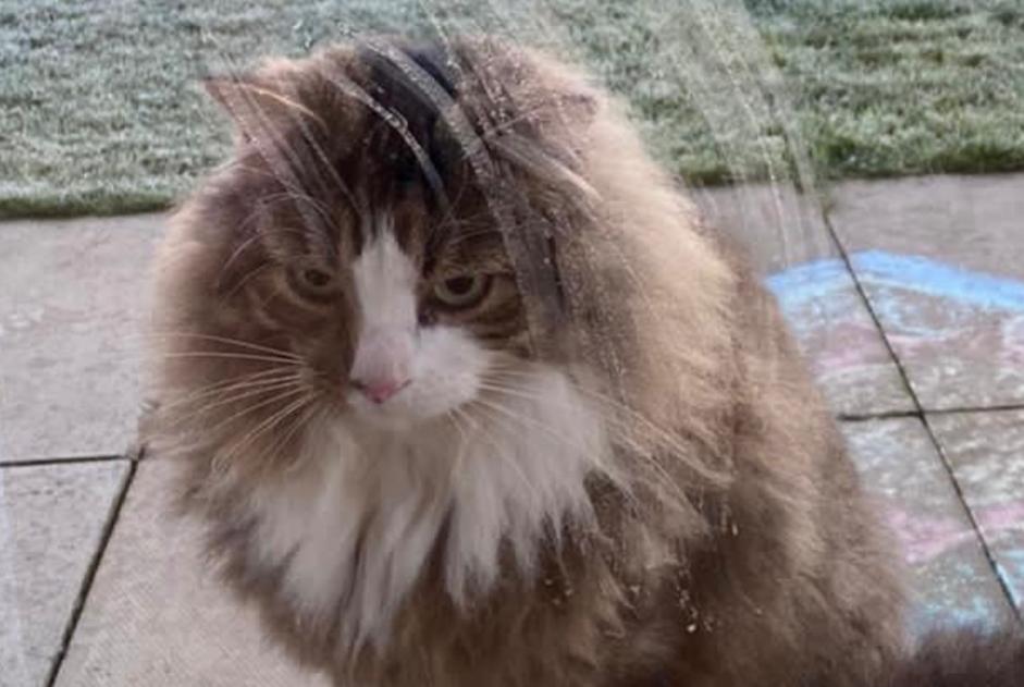 Avviso scomparsa Gatto incrocio di razze Maschio , 9 anni Coquelles Francia