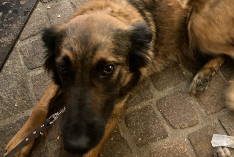 Avviso scomparsa Cane incrocio di razze Femmina , 1 anni Châteauroux-les-Alpes Francia