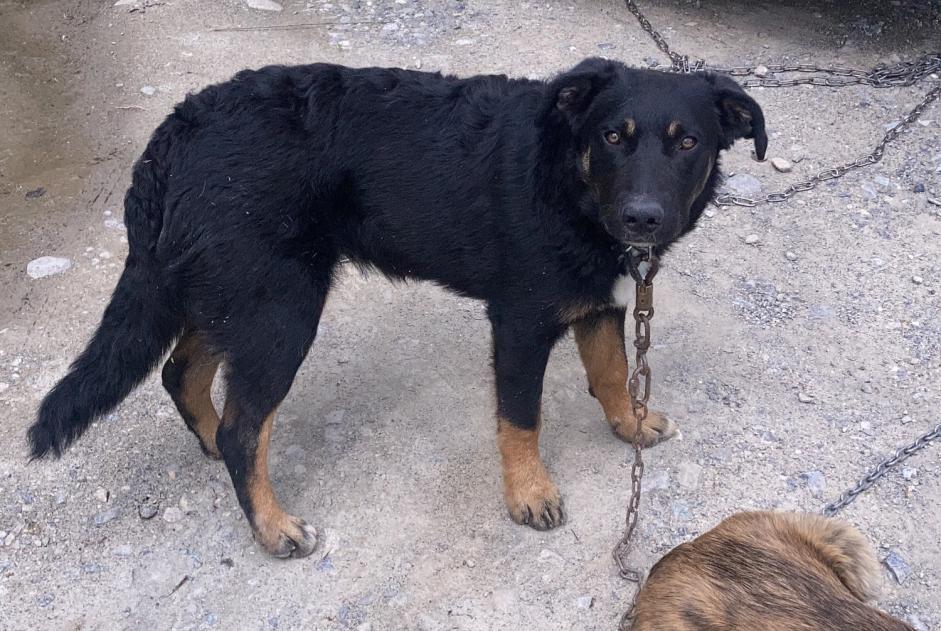 Avviso scomparsa Cane incrocio di razze Maschio , 1 anni Châteauroux-les-Alpes Francia