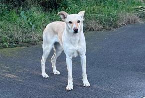 Avviso Ritrovamento Cane Non conosciuta Biot Francia