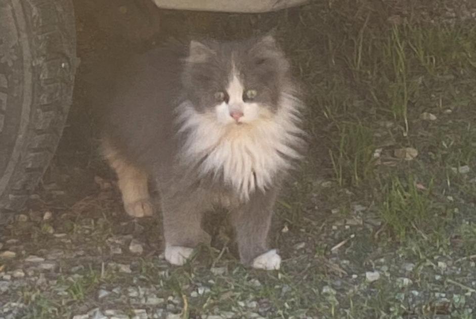 Avviso Ritrovamento Gatto Femmina Monteux Francia