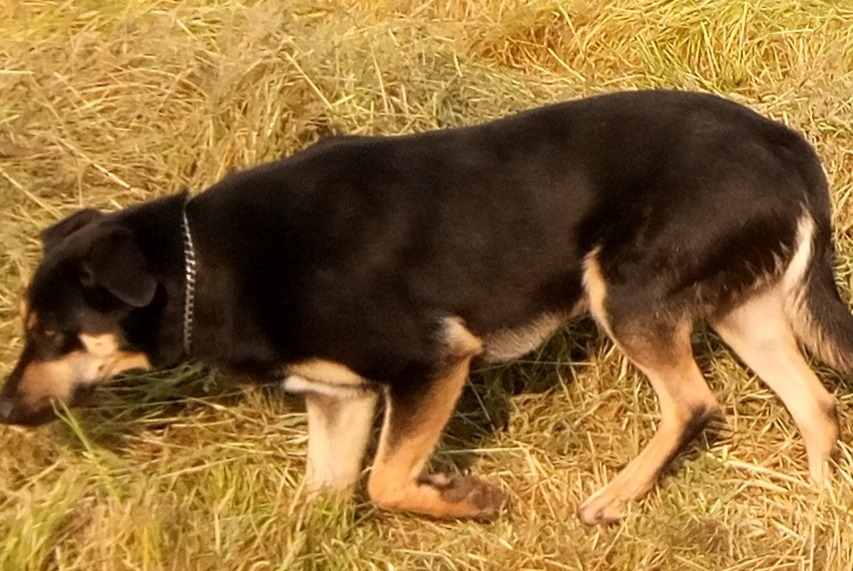 Avviso scomparsa Cane incrocio di razze Maschio , 4 anni La Bazouge-de-Chéméré Francia