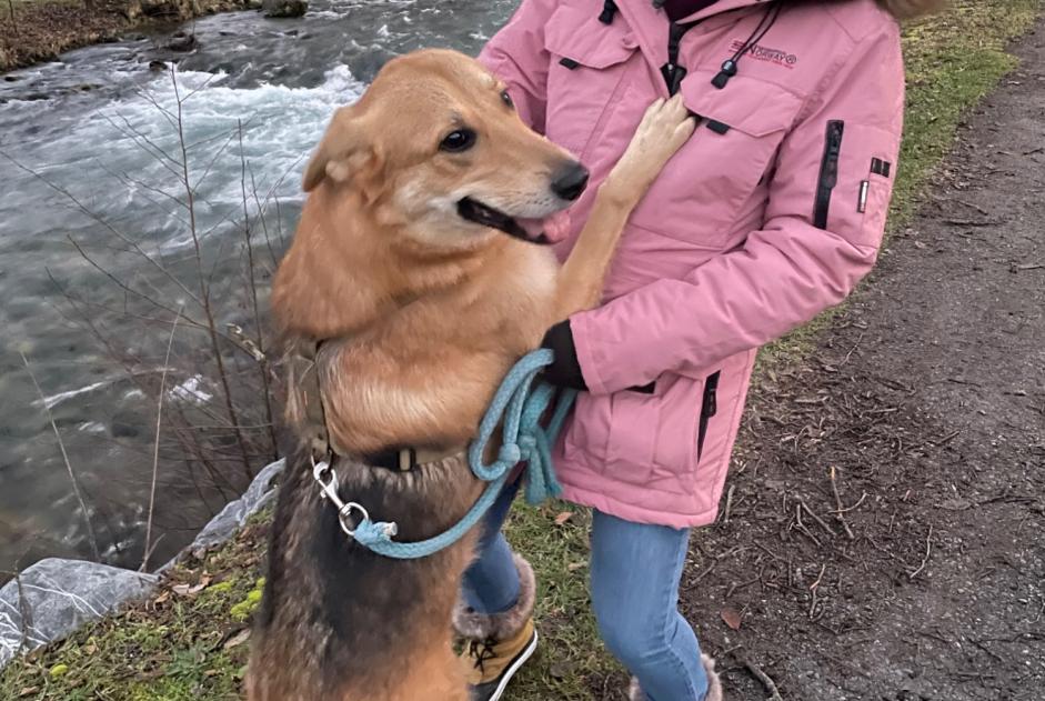 Avviso scomparsa Cane incrocio di razze Maschio , 4 anni Matane Francia