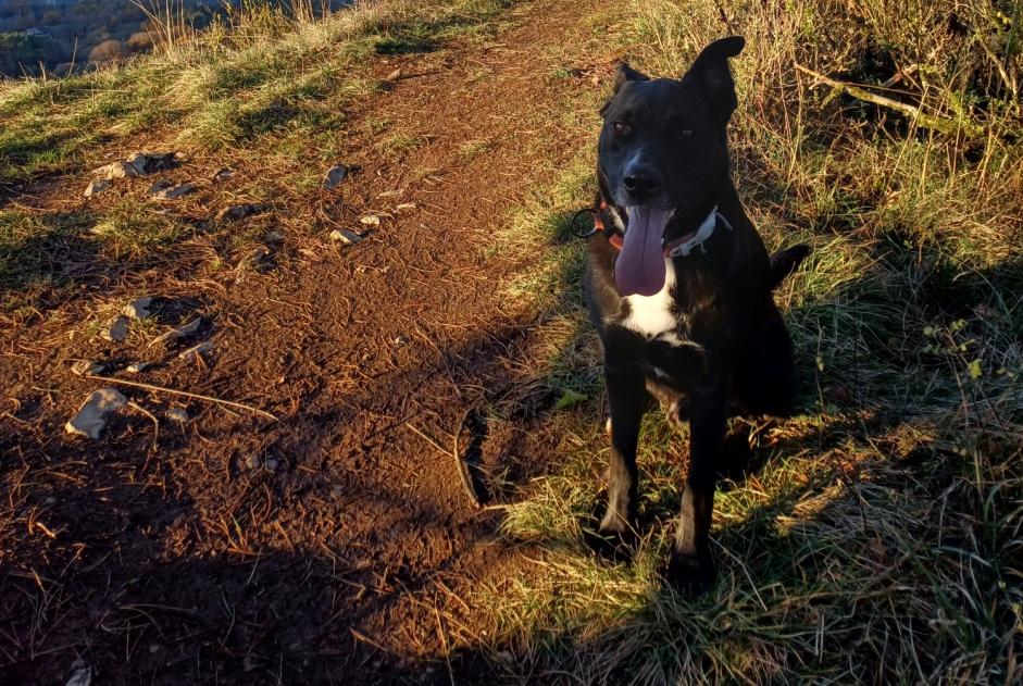 Avviso scomparsa Cane incrocio di razze Maschio , 5 anni Curienne Francia