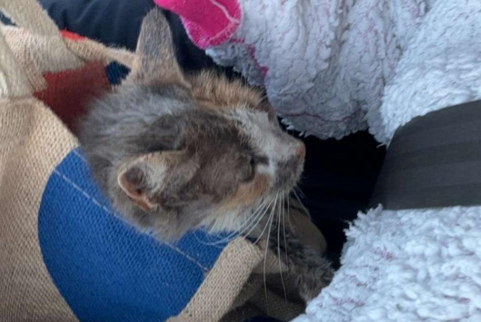 Avviso Ritrovamento Gatto Femmina , Tra 4 e 6 mesi Bretteville-sur-Odon Francia