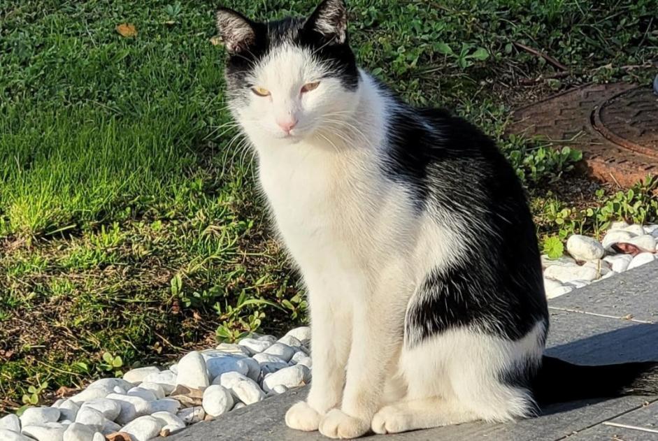 Avviso scomparsa Gatto  Maschio , 5 anni Saint-Philbert-de-Bouaine Francia