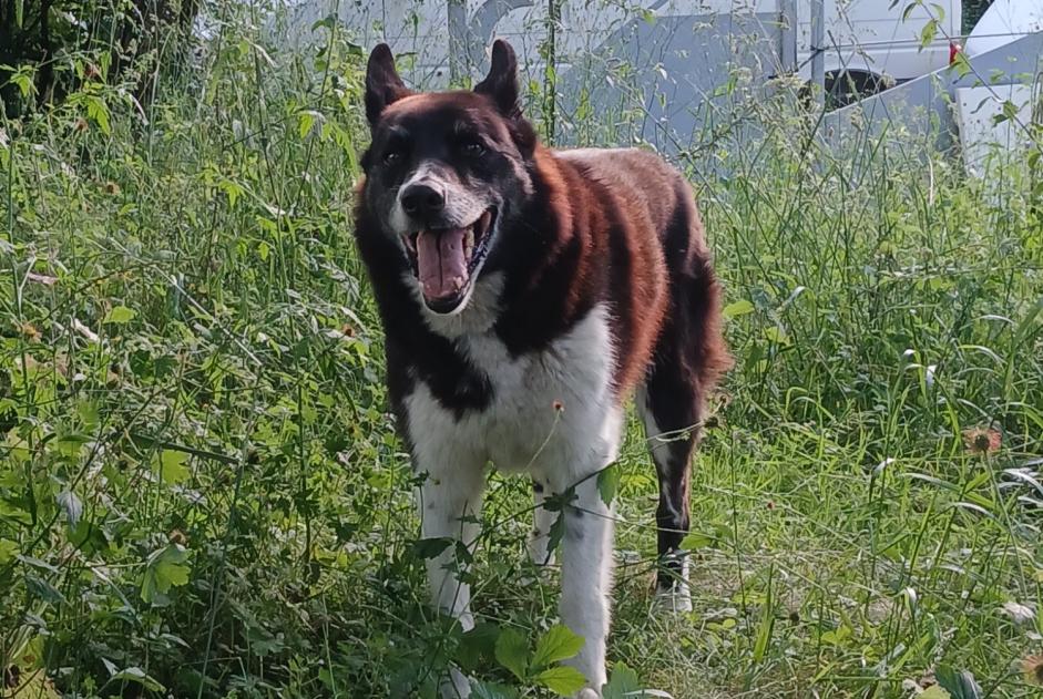 Avviso scomparsa Cane incrocio di razze Maschio , 12 anni Estadens Francia