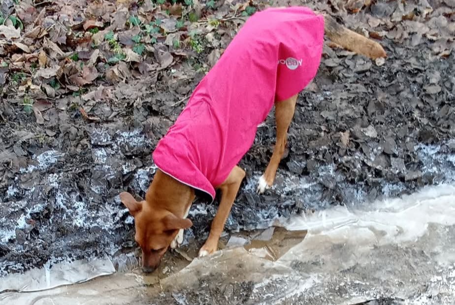 Avviso scomparsa Cane incrocio di razze Femmina , 2 anni Houdemont Francia